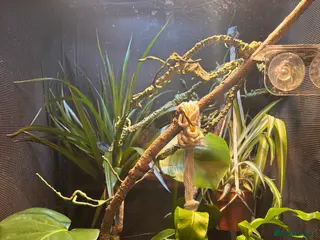 Chameleon reptiles Female Chameleon/ Veiled Chameleon - Advert 15