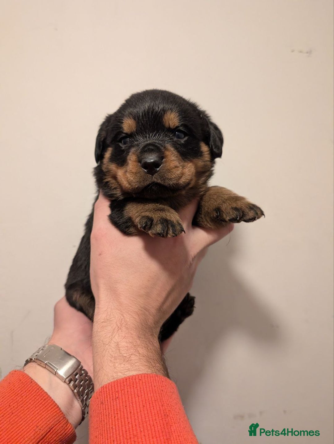 Rottweiler dogs for sale: 🐶 KC Rottweiler Puppies – German ADRK Bloodlines - Advert 32