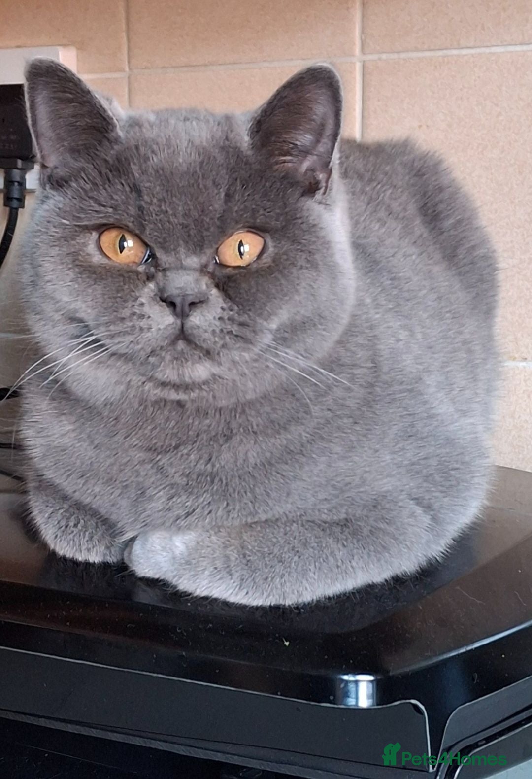 British Shorthair cats British Shorthair kittens 9 weeks old  - Advert 1