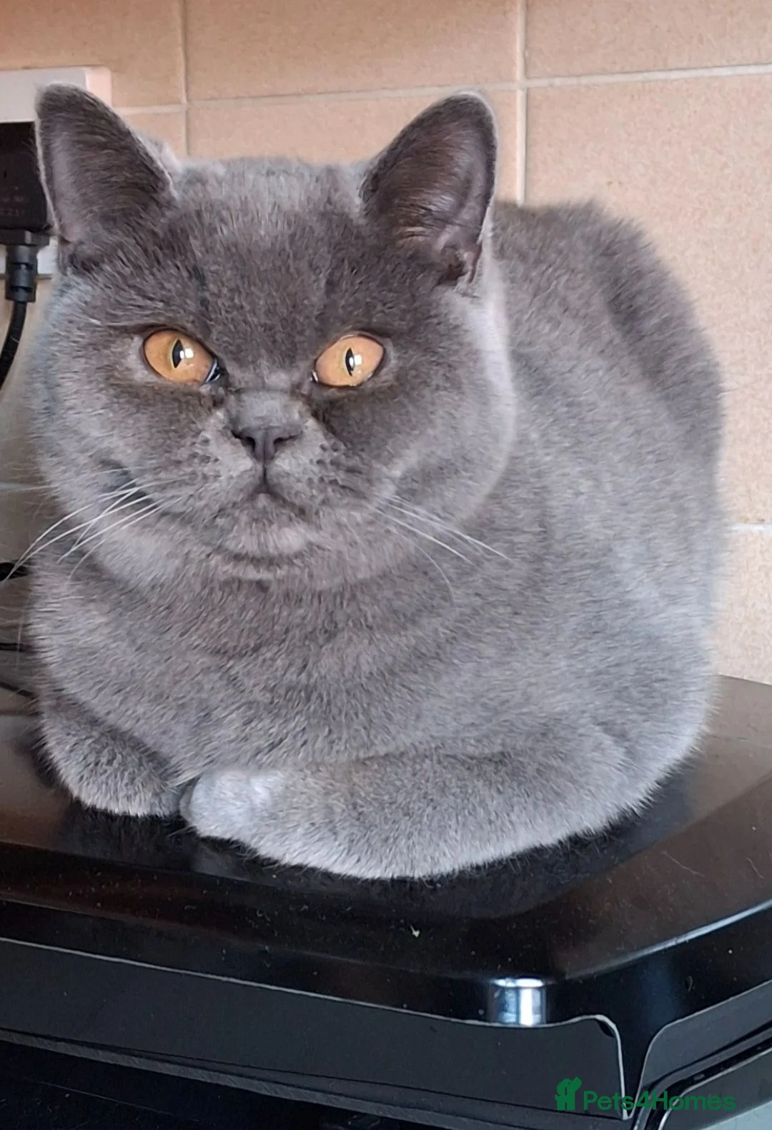 British Shorthair cats for sale: British Shorthair kittens 9 weeks old  in Luton - Advert 1
