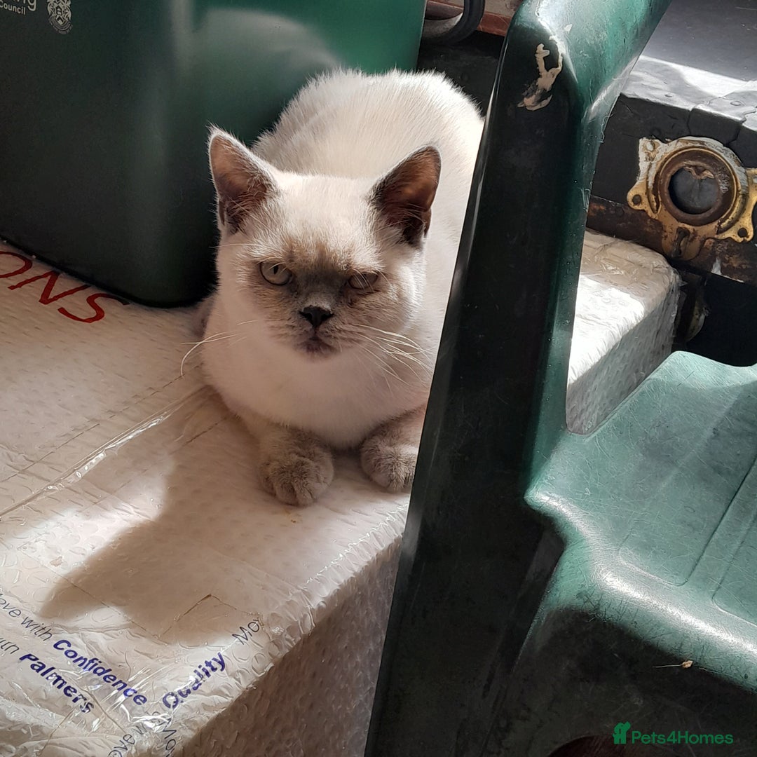 British Shorthair cats for sale: BSH Kitten - Male 5 Mth Old - Lilac Colourpoint - Image 13