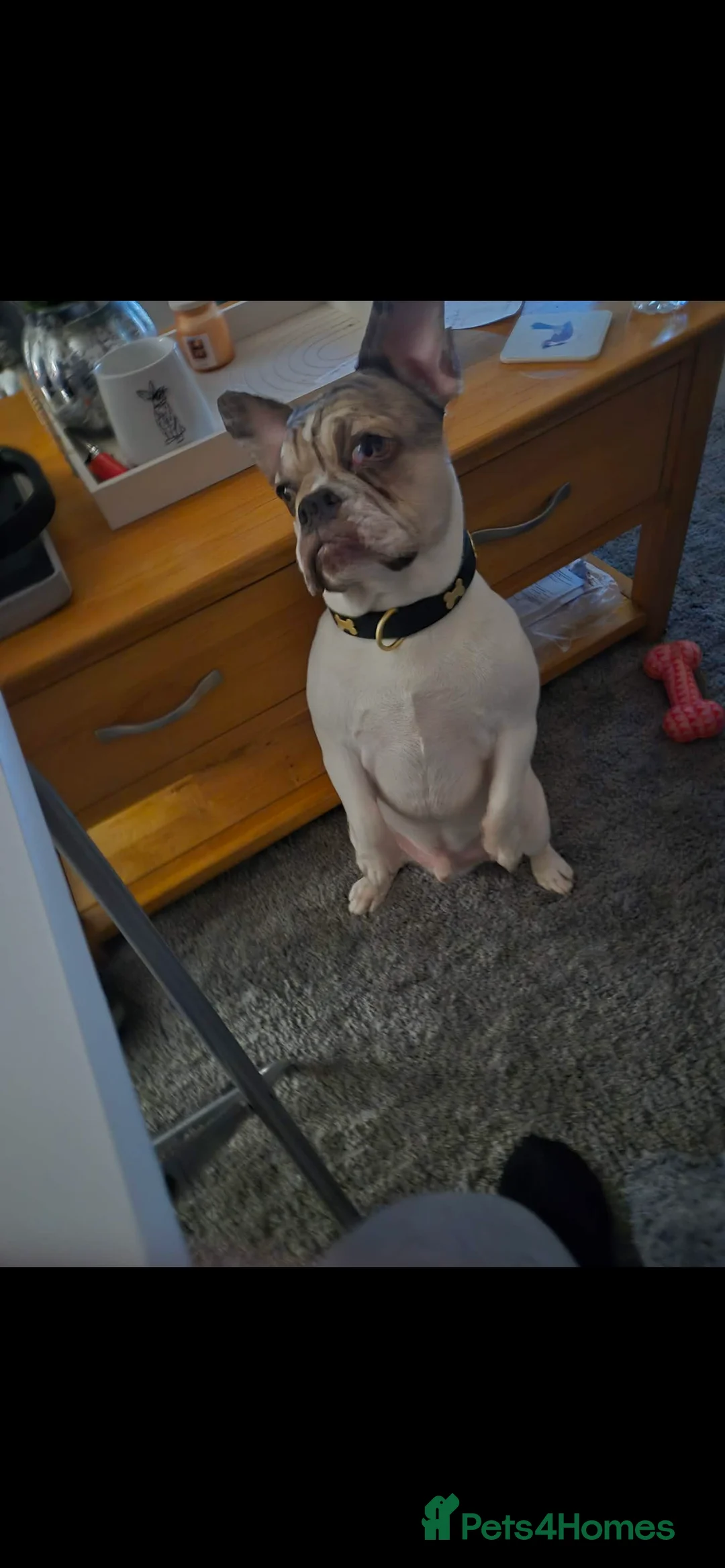 French Bulldog dogs for sale: French Bulldog  - Advert 8