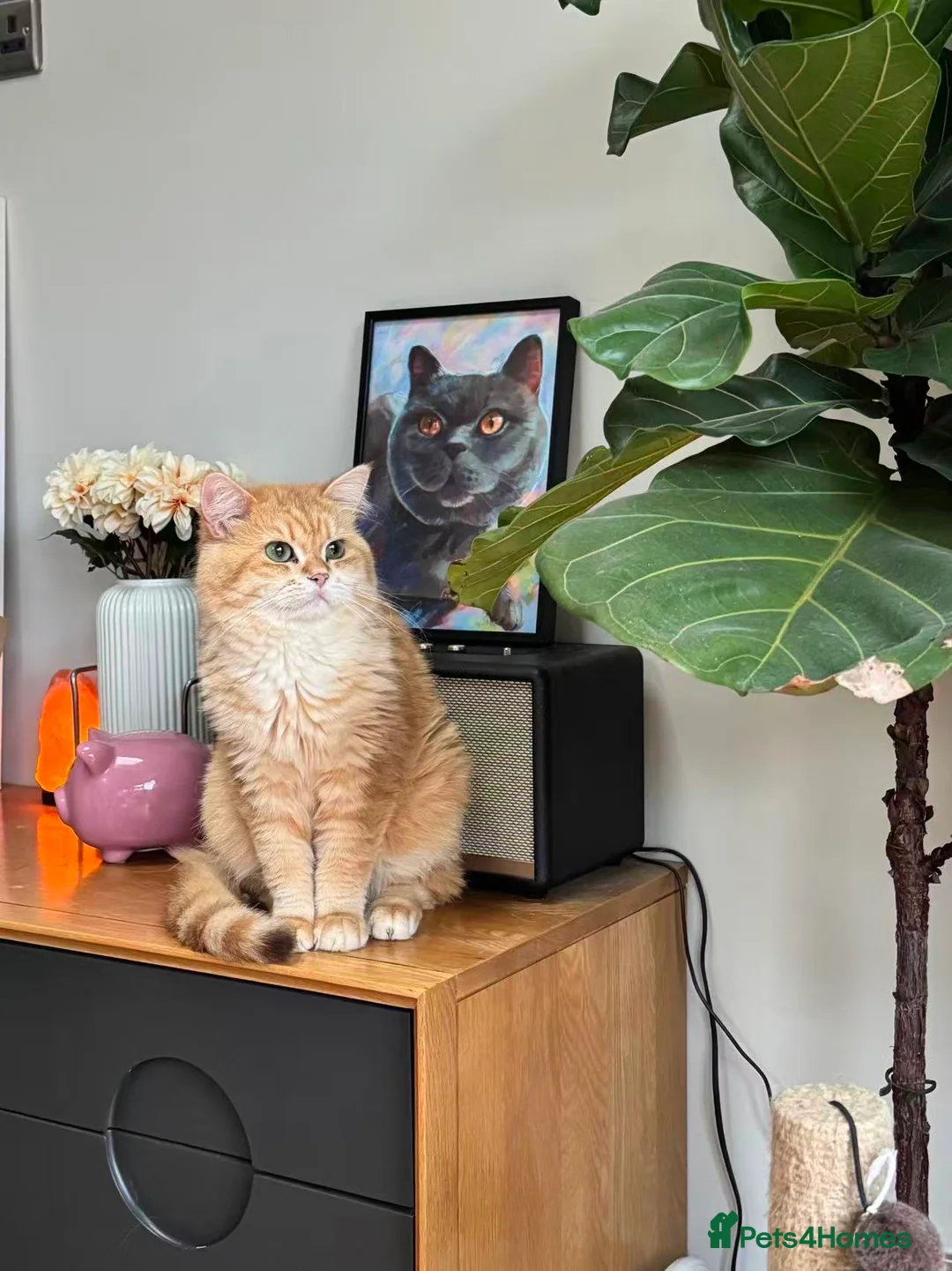 British Shorthair cats for sale: Rehome a 2 years old BSH golden male - Advert 8
