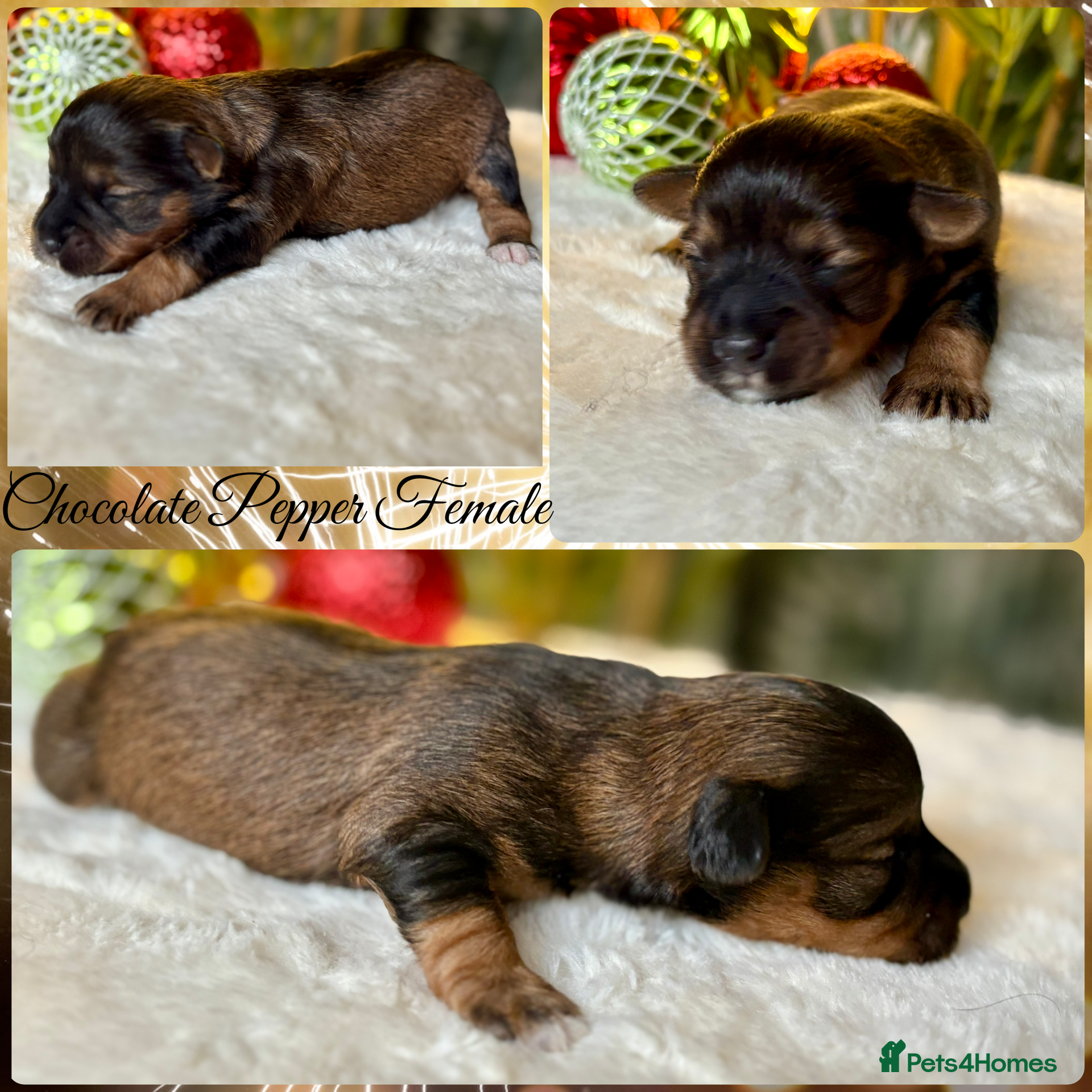 Miniature Schnauzer dogs Chocolate Parti Black & White Mini Schnauzers - Advert 1