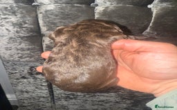 Cockapoo dogs for sale: Beautiful chocolate merle cockapoos  - Image 13
