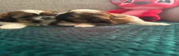 Shih Tzu dogs for sale: Shih tzu for sale. in Glasgow - Advert 6