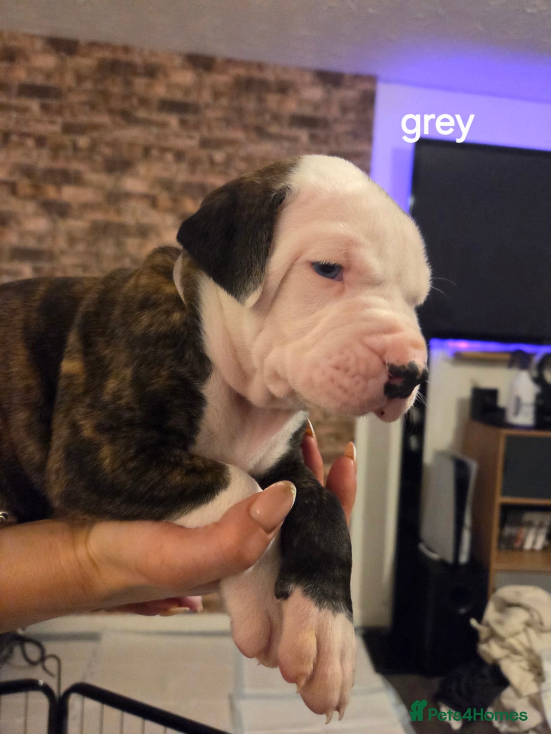 American Bulldog dogs for sale: AMERICAN BULLDOGS PURE BREEDS  - Advert 6