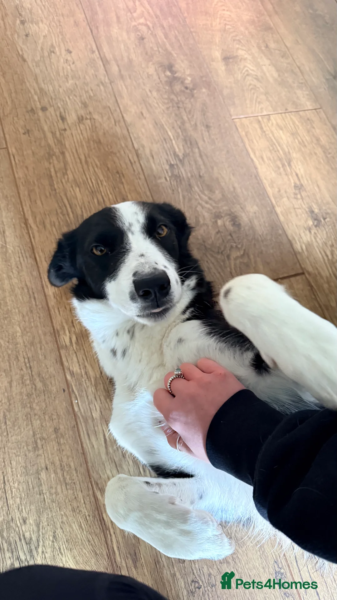 Border Collie dogs for sale: Border Collie Pups  - Advert 8