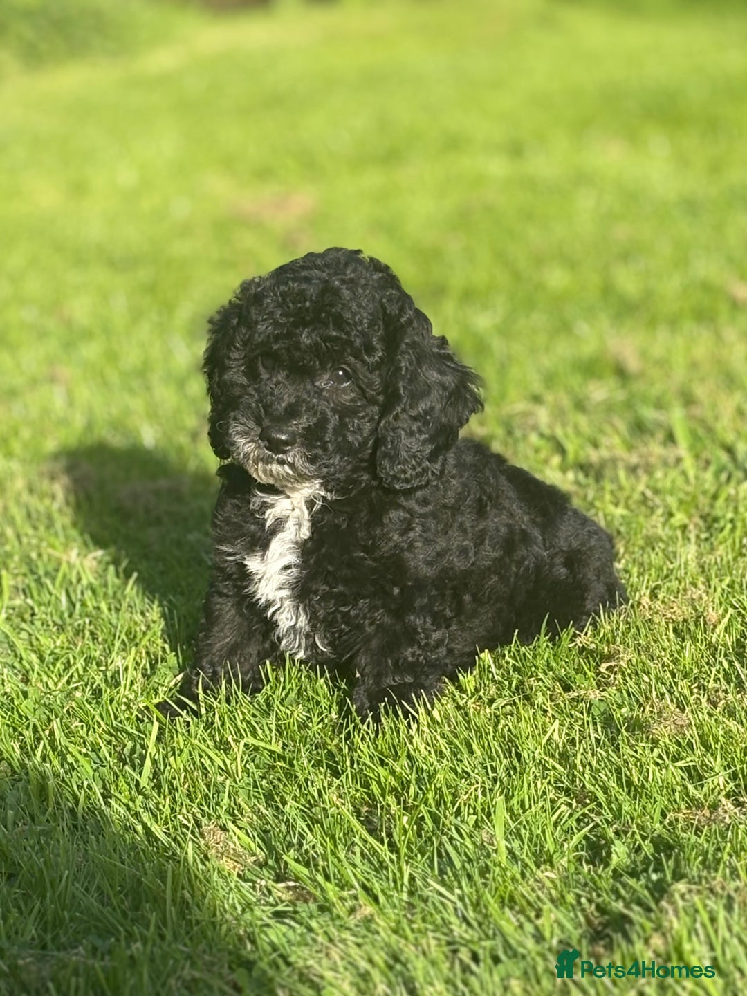 Cavapoo dogs for sale: Beautiful cavapoochon puppies  - Image 4