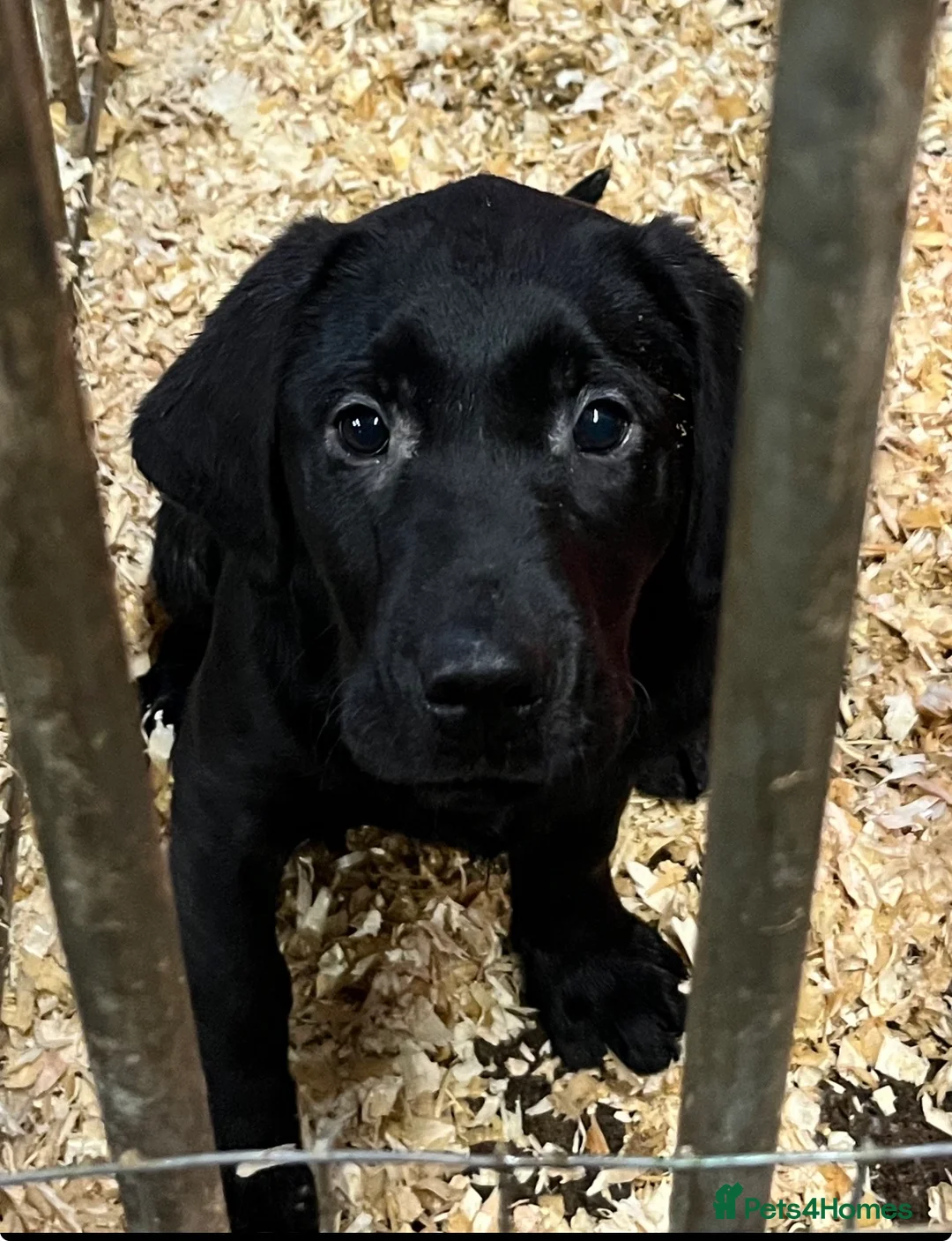 Mixed Breed dogs for sale: Two Lovely boys looking for a forever Home  . - Advert 1