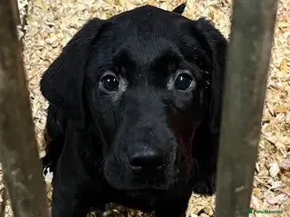 Mixed Breed dogs Two Lovely boys looking for a forever Home . - Advert 1