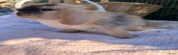 Mini Lop rabbits for sale:  Gorgeous mini Lop babies  - Advert 25
