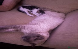 Mixed Breed cats for sale: Kittens - Image 8