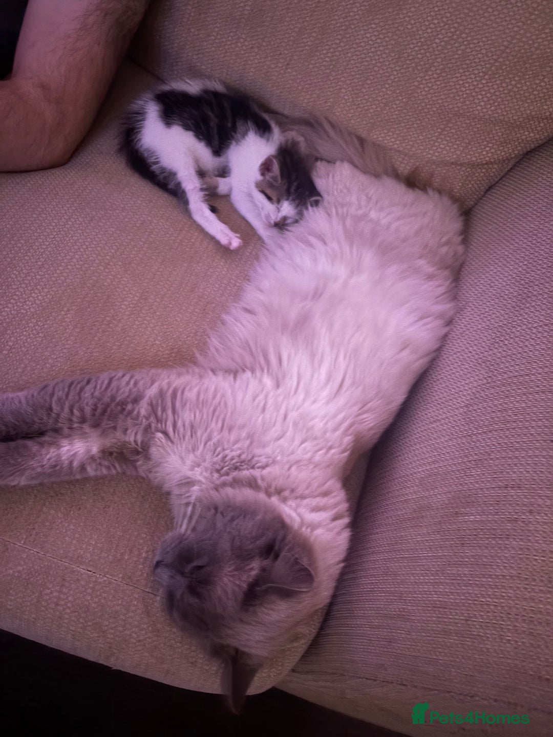 Mixed Breed cats for sale: Kittens - Image 8