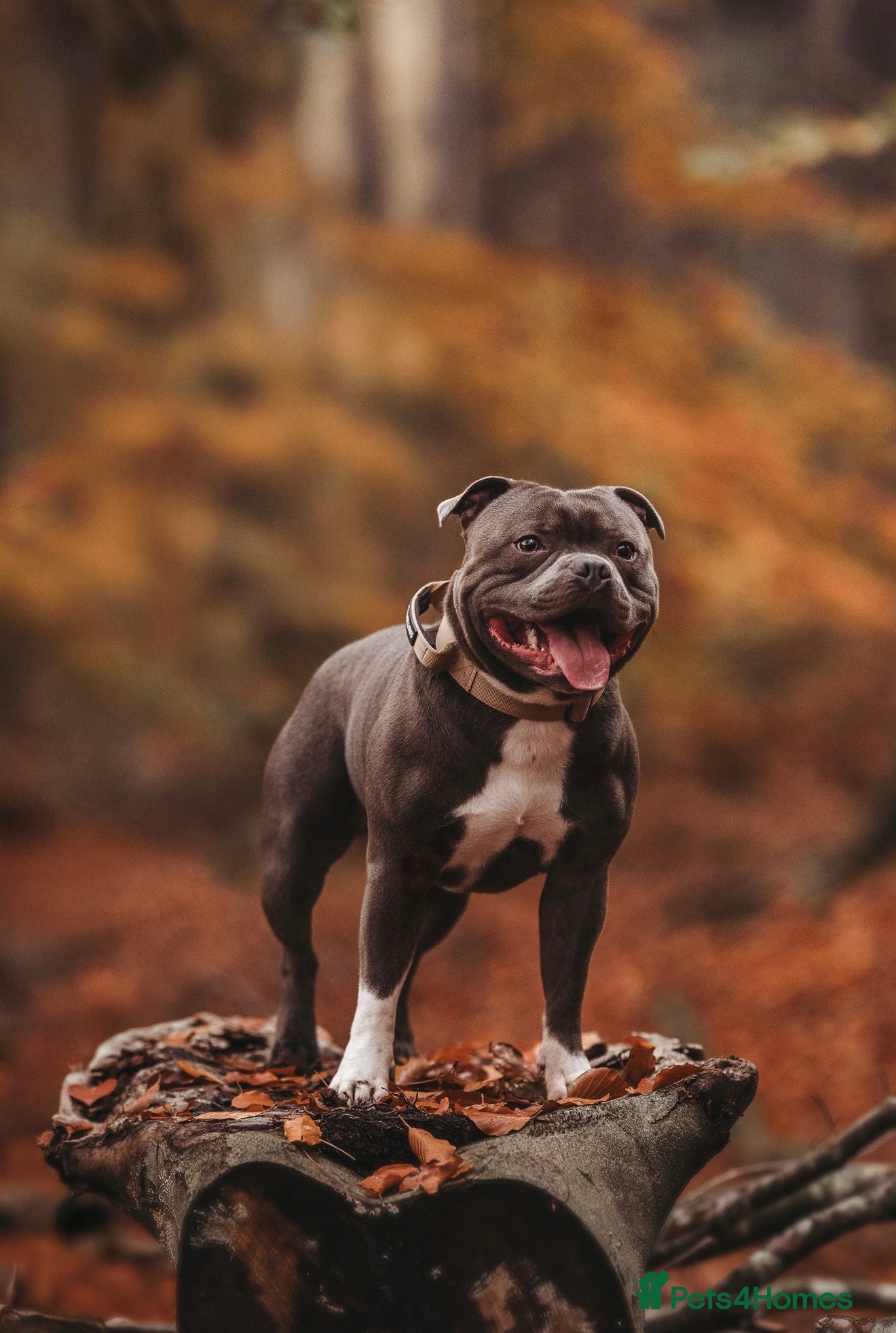 Staffordshire Bull Terrier dogs BEST UK BRED BLUE STUD  - Advert 2