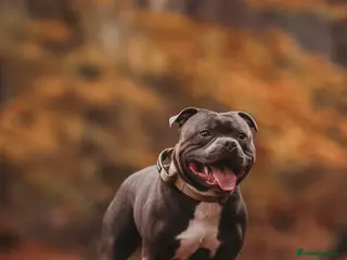 Staffordshire Bull Terrier dogs BEST UK BRED BLUE STUD - Advert 6