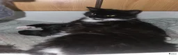 Mixed Breed cats for sale: Domestic kittens for sale  - Advert 6