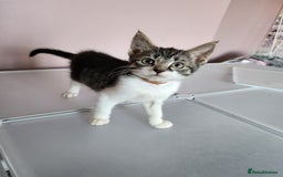Mixed Breed cats for sale: 3 male grey and black tabbies  - Image 3