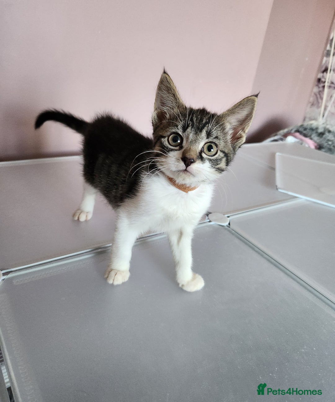 Mixed Breed cats for sale: 3 male grey and black tabbies  - Image 3