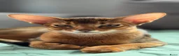 Abyssinian cats for sale: Gorgeous Abyssinian ruddy girls🤎❤️ - Advert 12