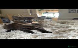 Persian cats for sale: Beautiful Persian x Tabby kitten! - Image 5