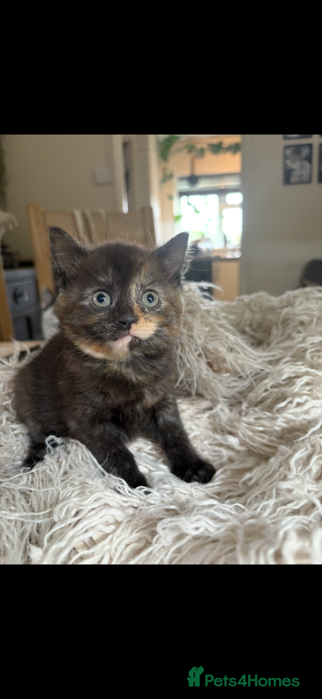 Persian cats for sale: Beautiful Persian x Tabby kitten! - Image 5