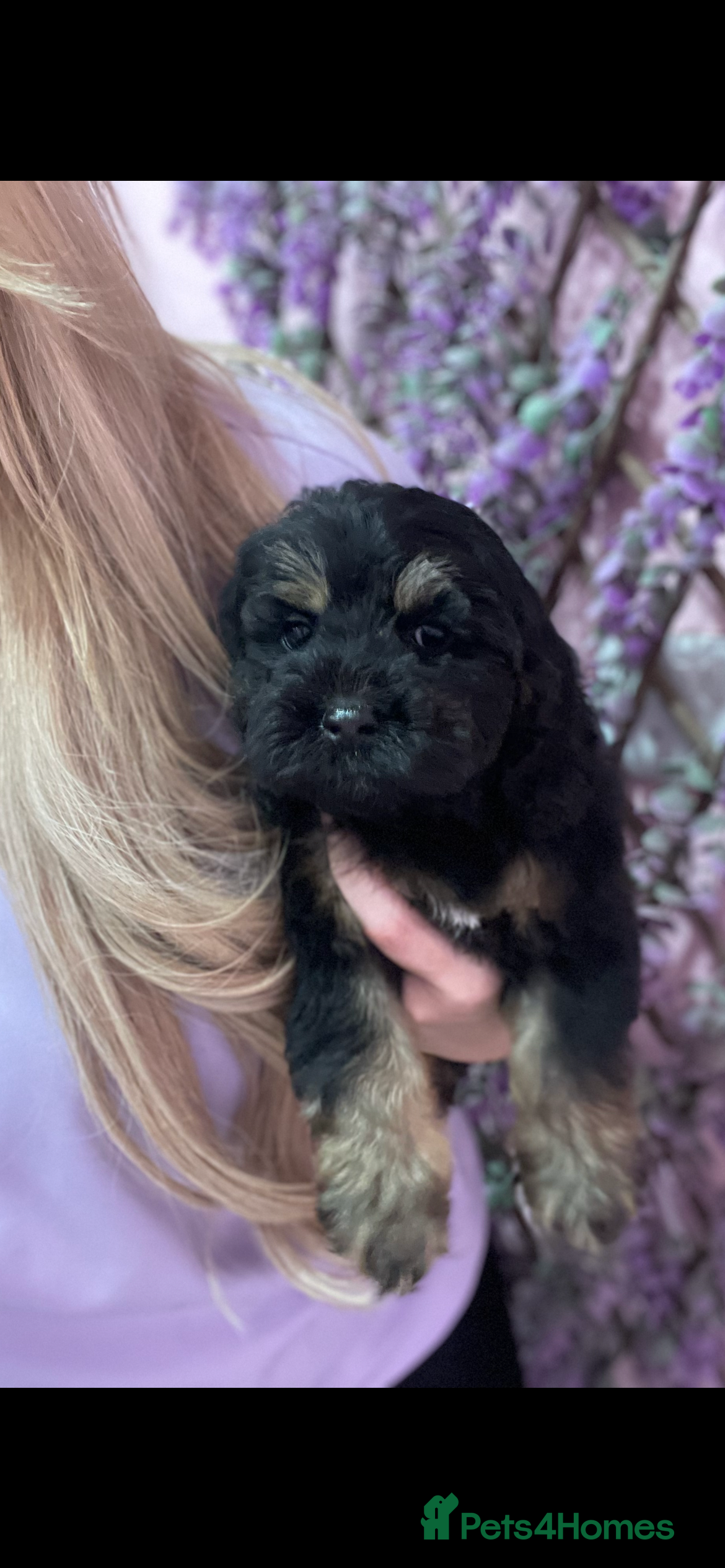 Cavapoo dogs Cavapoos f1 boys and girls  - Advert 4