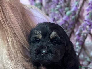 Cavapoo dogs Cavapoos f1 boys and girls - Advert 4