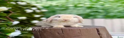 Mini Lop rabbits for sale: Young Mini Lop Male - Harlequin  - Advert 3