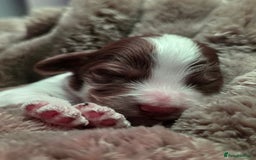 Cockapoo dogs for sale: ✨ Beautiful F2 Multi-Gen Cockapoo Puppies 4 Left - Image 15