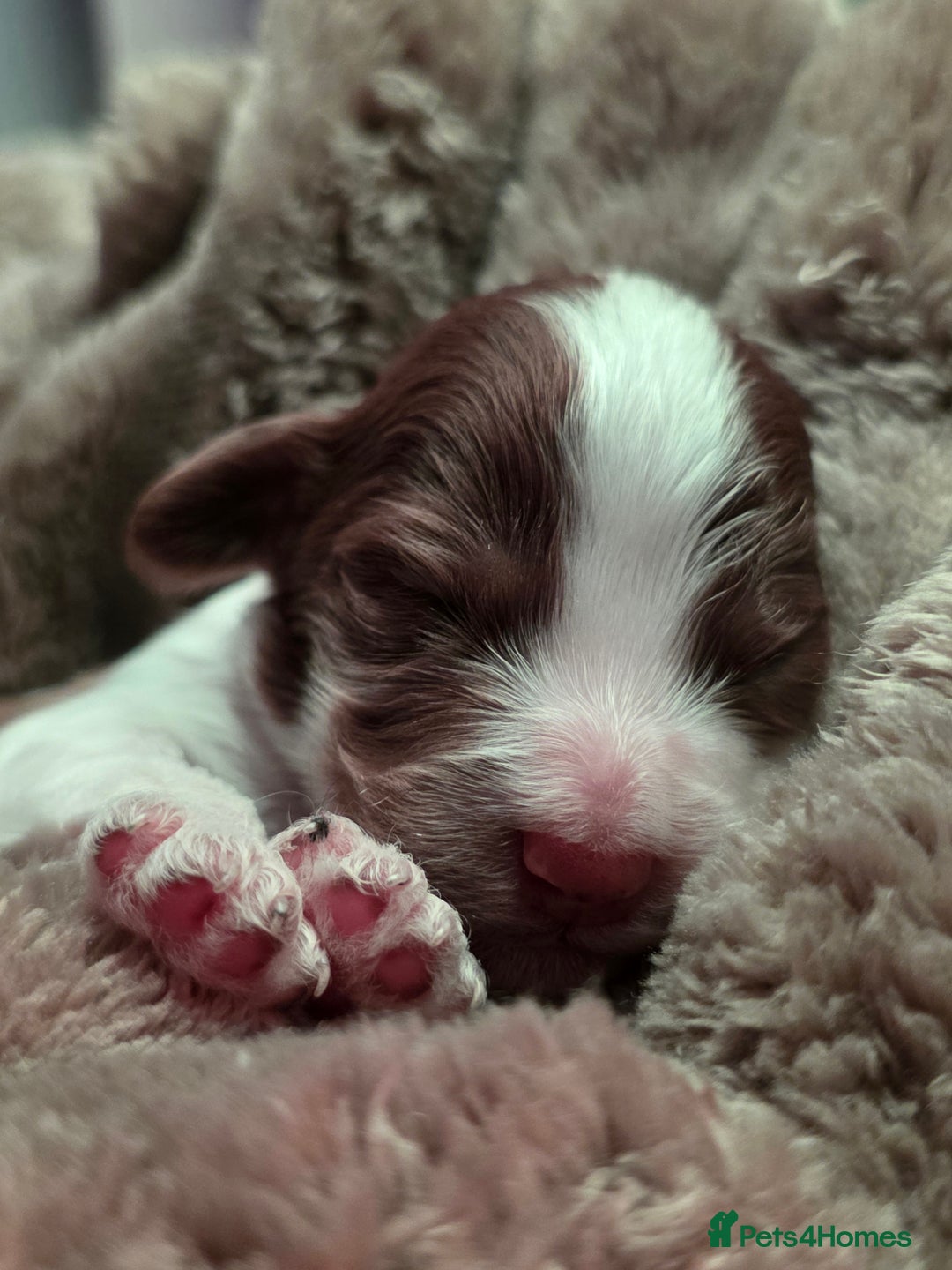 Cockapoo dogs for sale: ✨ Beautiful F2 Multi-Gen Cockapoo Puppies 4 Left - Image 15