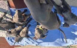 Whippet dogs for sale: Gentle, Loving Whippet Puppies – Ready Now  - Image 7
