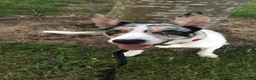 Border Collie dogs for sale: Merle border collie in Runcorn - Advert 6