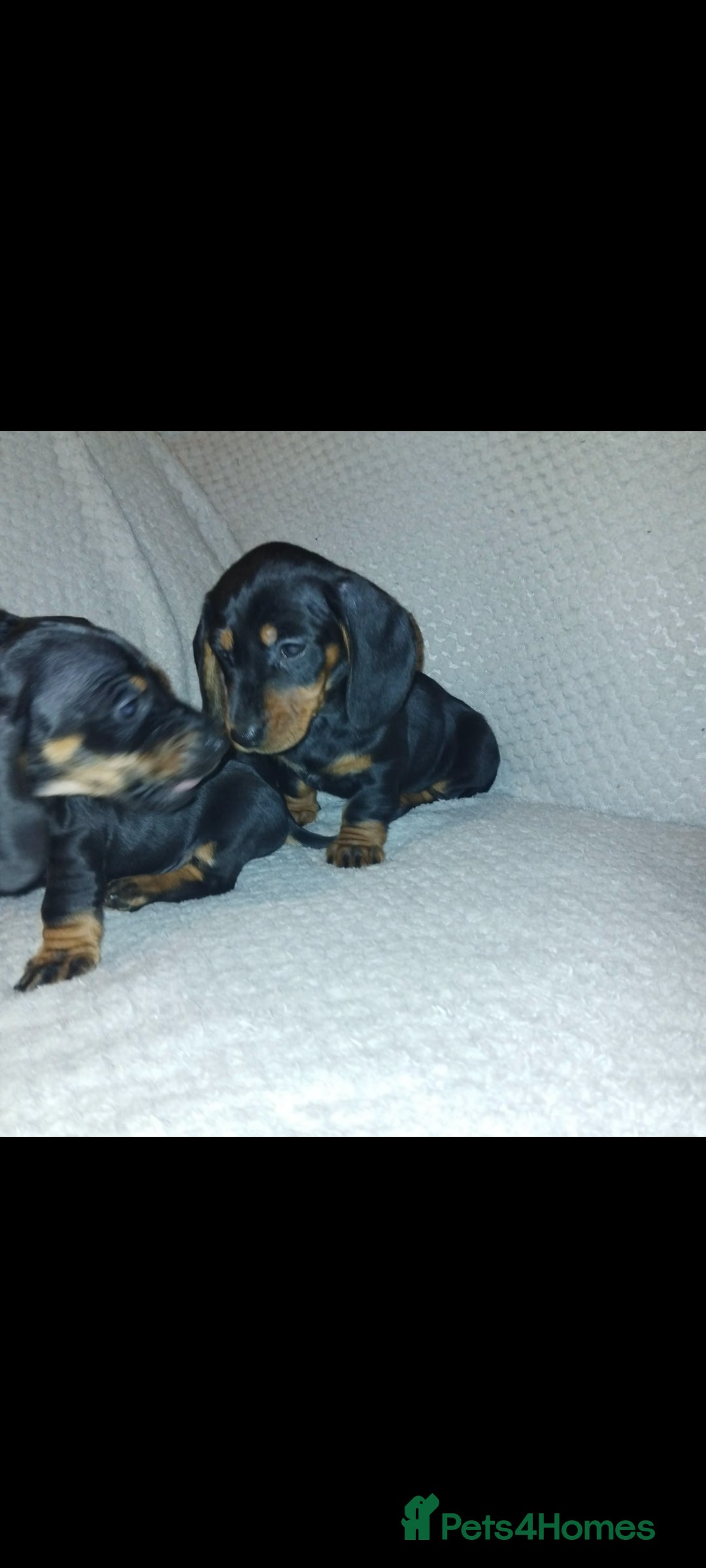 Dachshund dogs for sale: Dachshund puppies - Advert 9