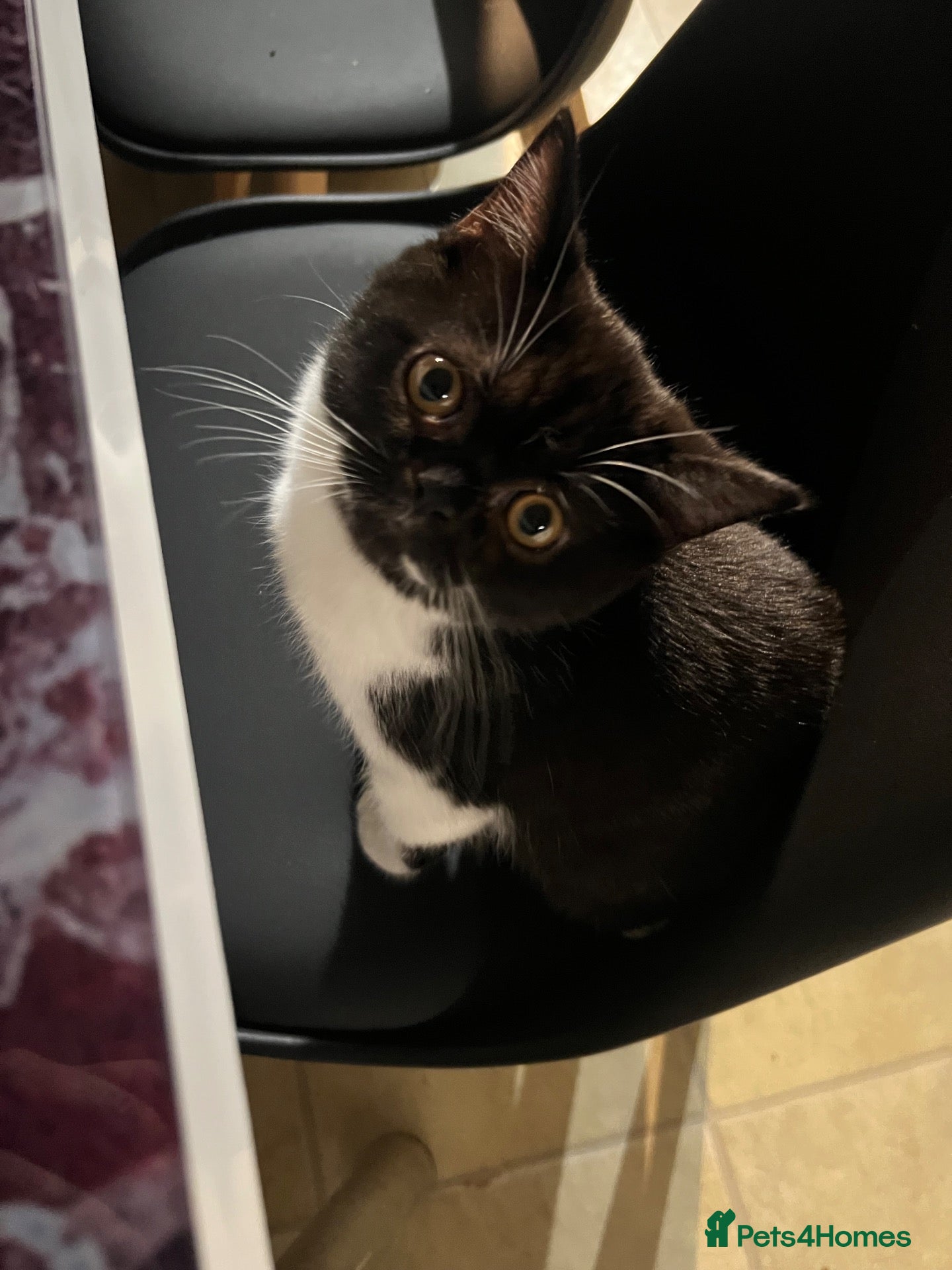 Persian cats for sale: Loving boy named Bueno - Advert 9