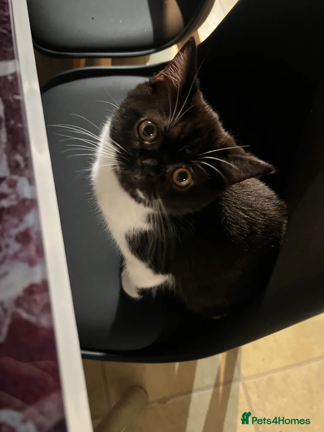 Persian cats for sale: Loving boy named Bueno - Advert 1
