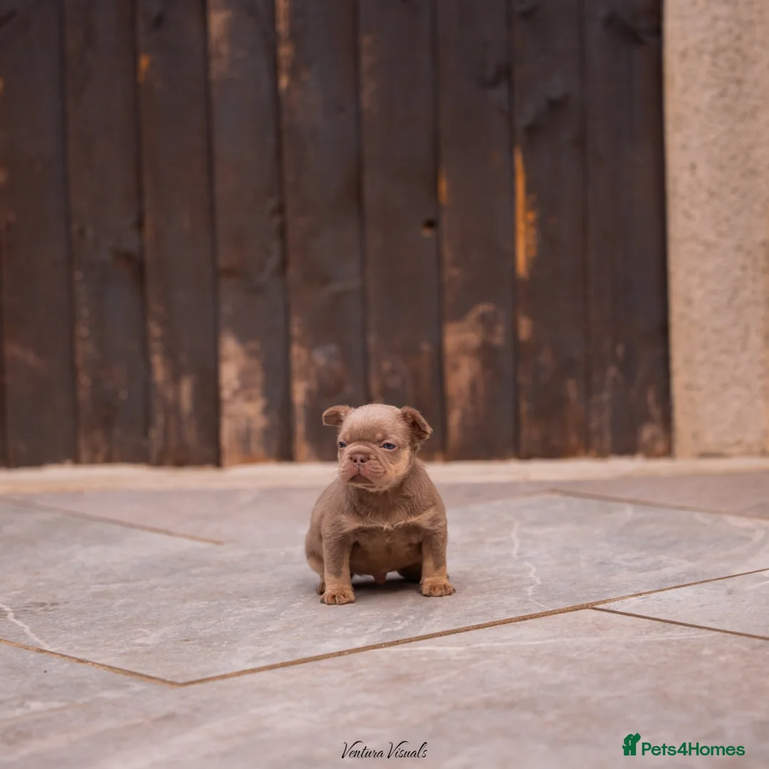 French Bulldog dogs for sale: READ INFO fluffy and carrier french bulldogs in Lincoln - Advert 17