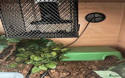 Python Snake reptiles for sale: Female normal morph ball python - Image 3
