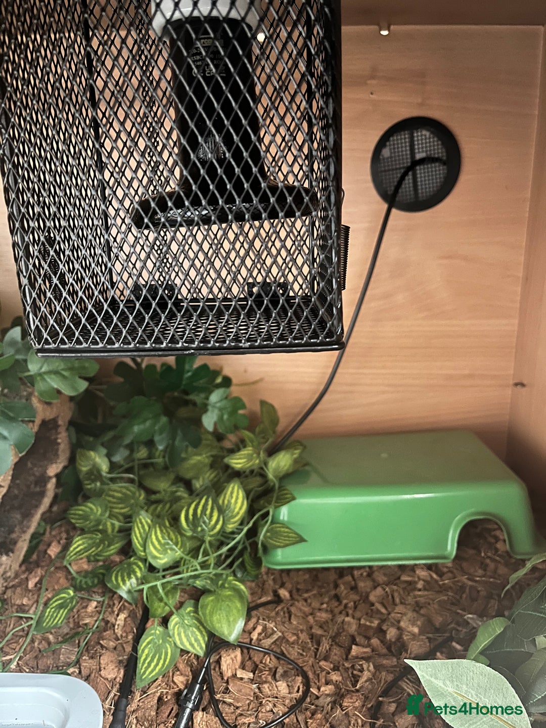 Python Snake reptiles for sale: Female normal morph ball python - Image 3