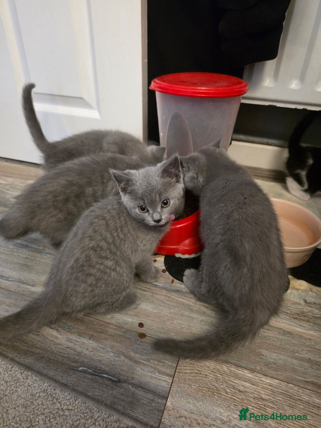 British Shorthair cats for sale: BSH cross 2 male 2 female ready now - Image 3