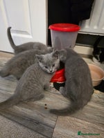 British Shorthair cats - Advert 12
