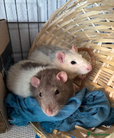 Rat rodents for sale | Pets4Homes
