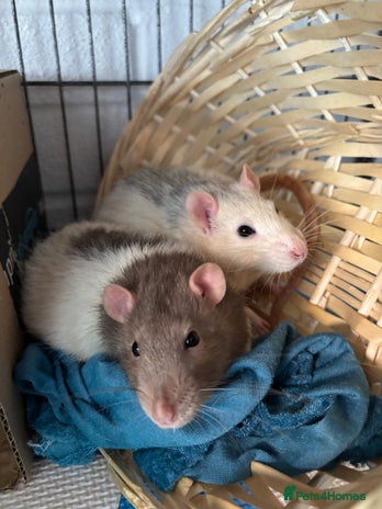 Buy Rats Rat rodents for sale | Pets4Homes