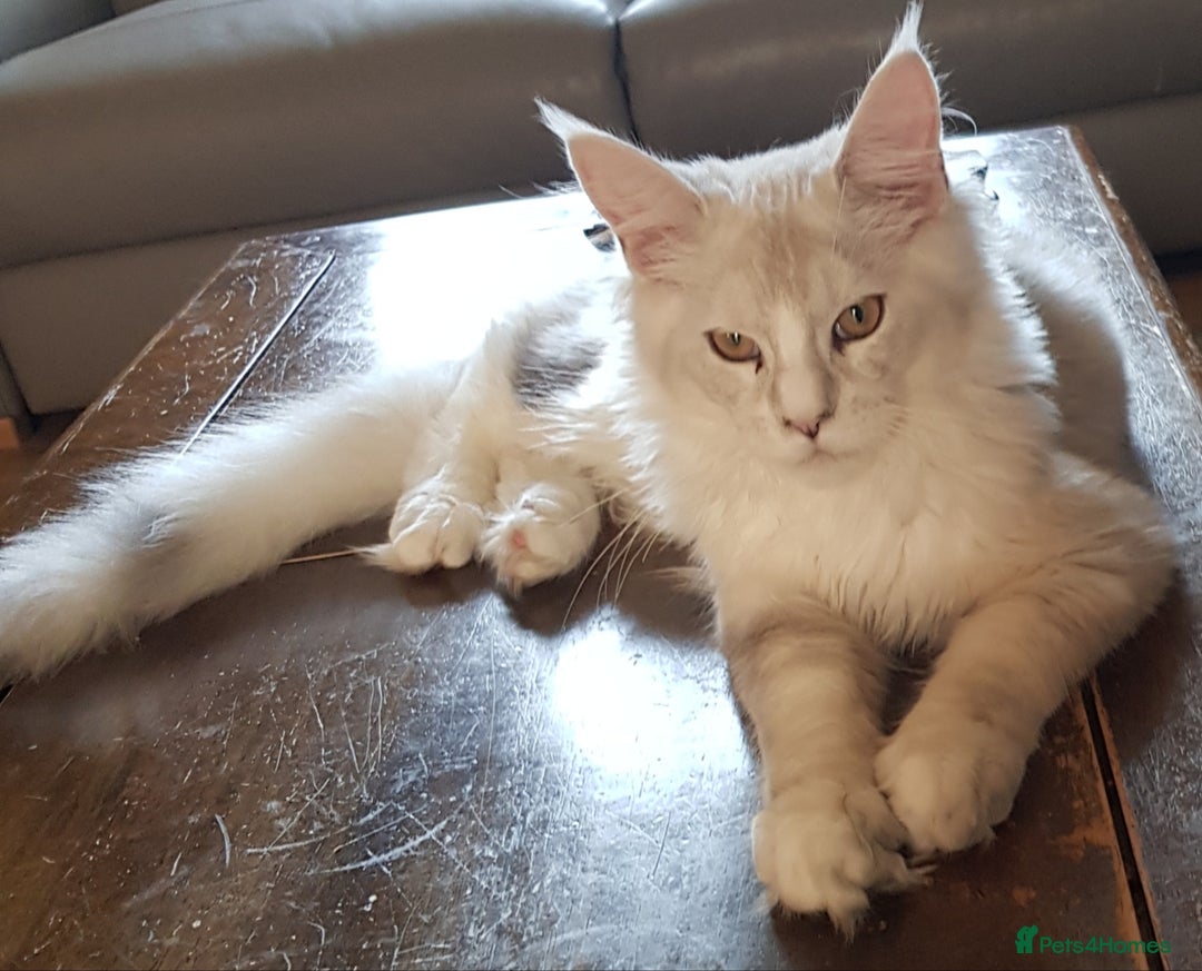 Maine Coon cats for sale: Pure bread maine coon kittens ready to go now  in Rochdale - Image 9