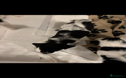 Mixed Breed dogs for sale: Mixed breed puppies  - Image 13