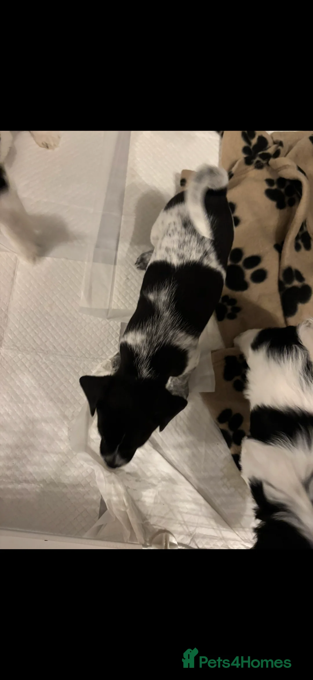 Mixed Breed dogs for sale: Mixed breed puppies  - Advert 13