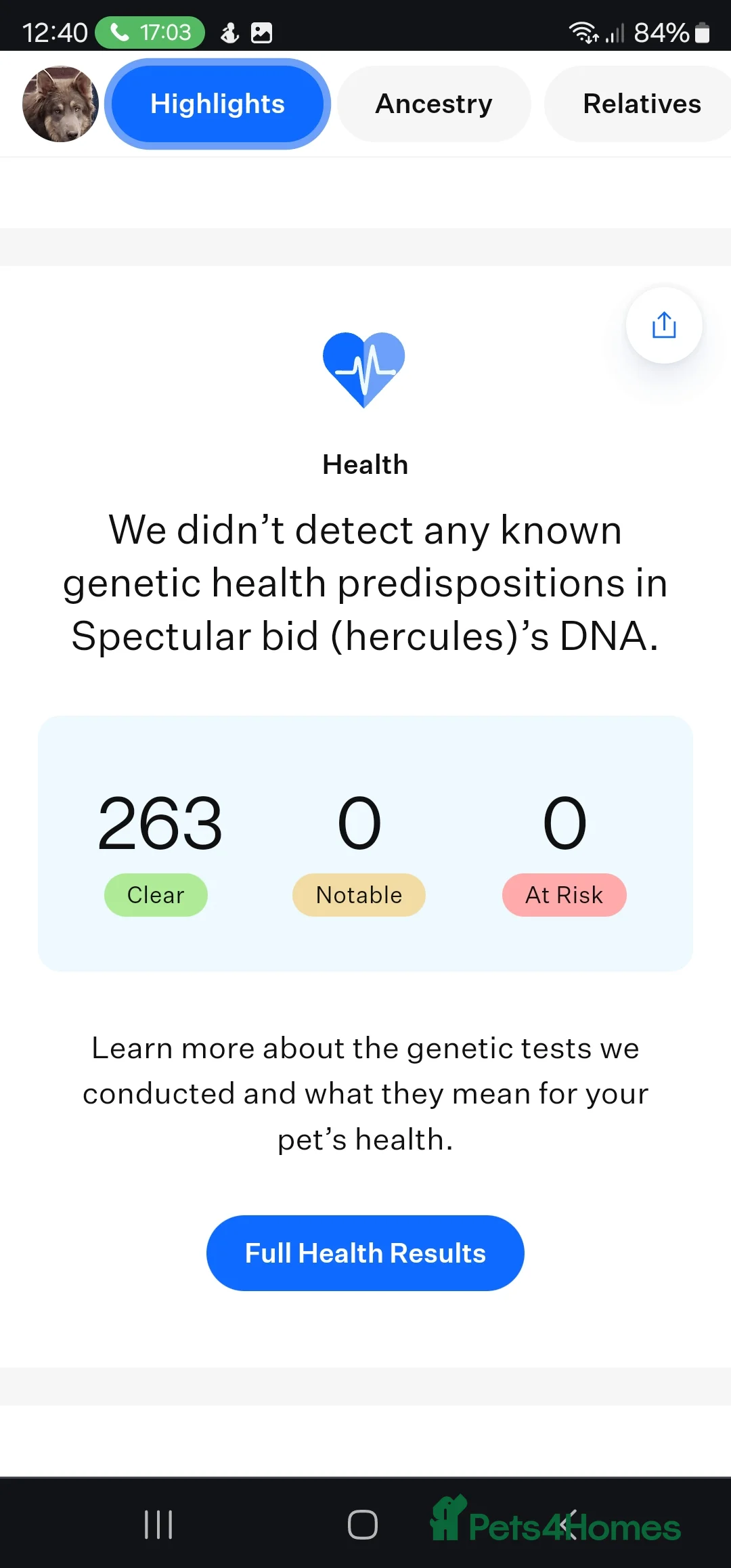 German Shepherd dogs for stud: KC health tested Isabella for stud  in Bedford - Advert 10