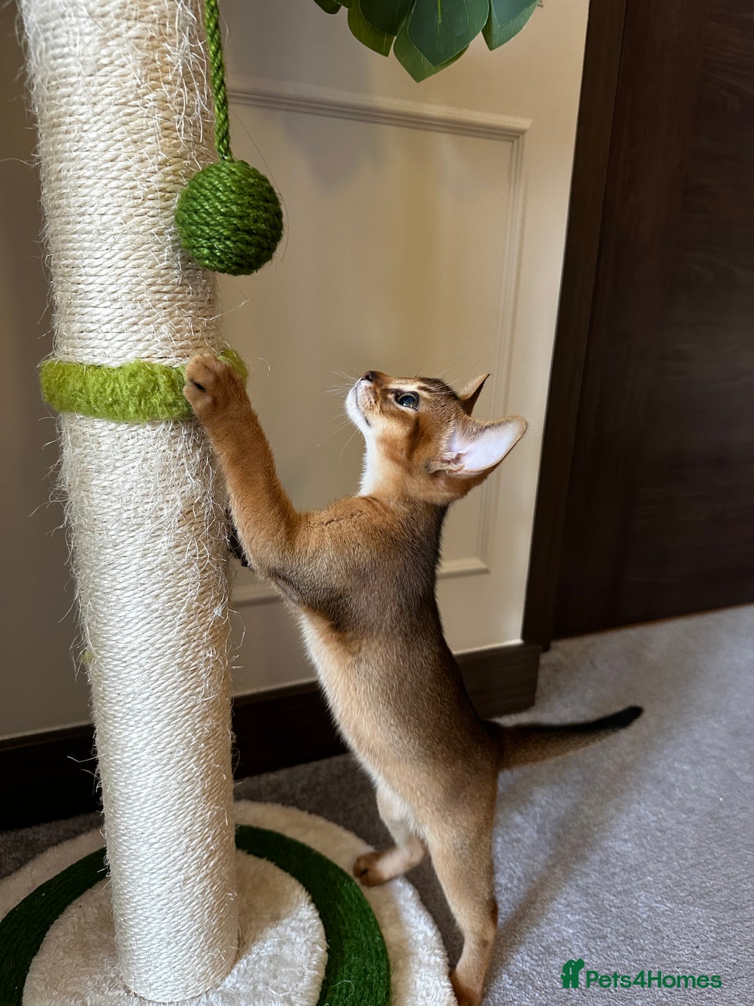 Abyssinian cats for sale: Pure Abyssinian kittens 💝 - Image 10