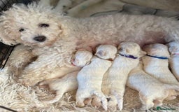 Cavachon dogs for sale: Cavachon puppies  - Image 5