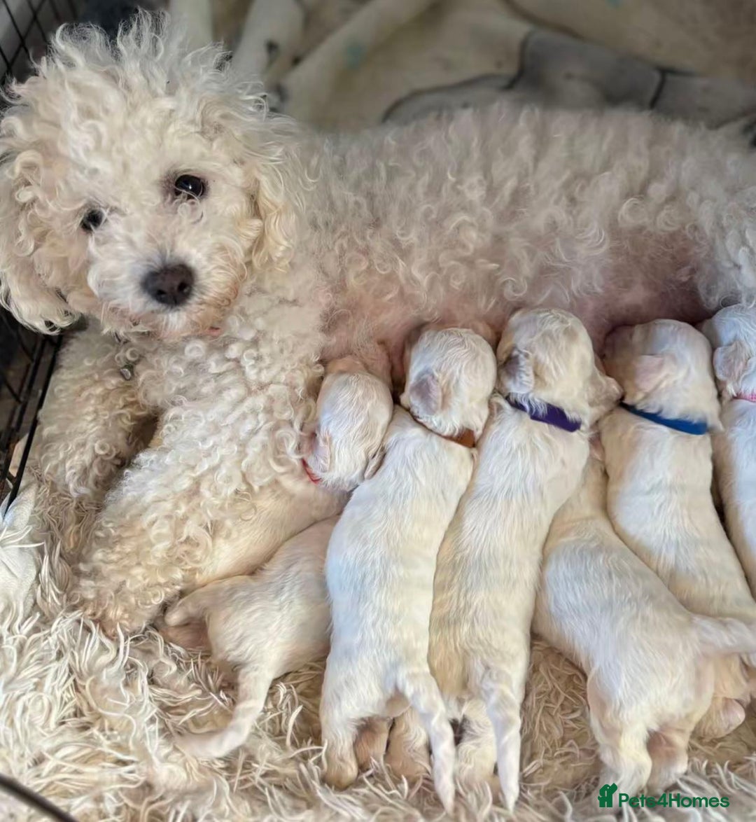 Cavachon dogs for sale: Cavachon puppies  - Image 5